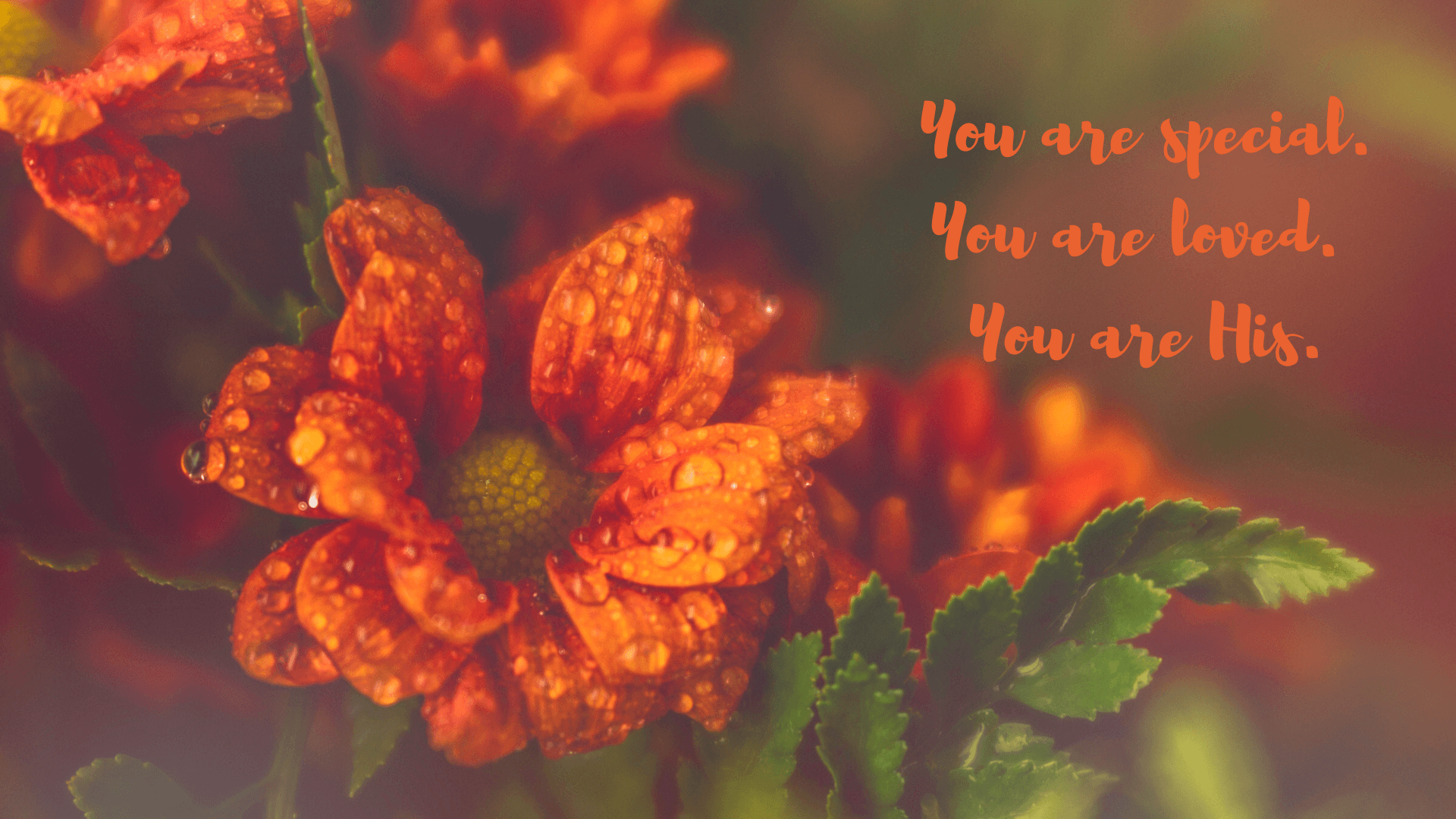 You are special. You are loved. You are His. Desktop wallpapers Bee The Light Orange Dew Drop Flowers 